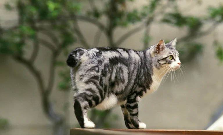 a bobtail cat