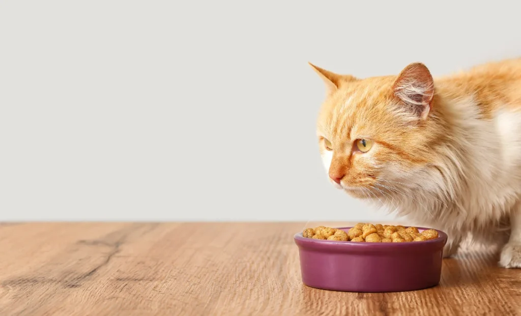 a cat with dry food