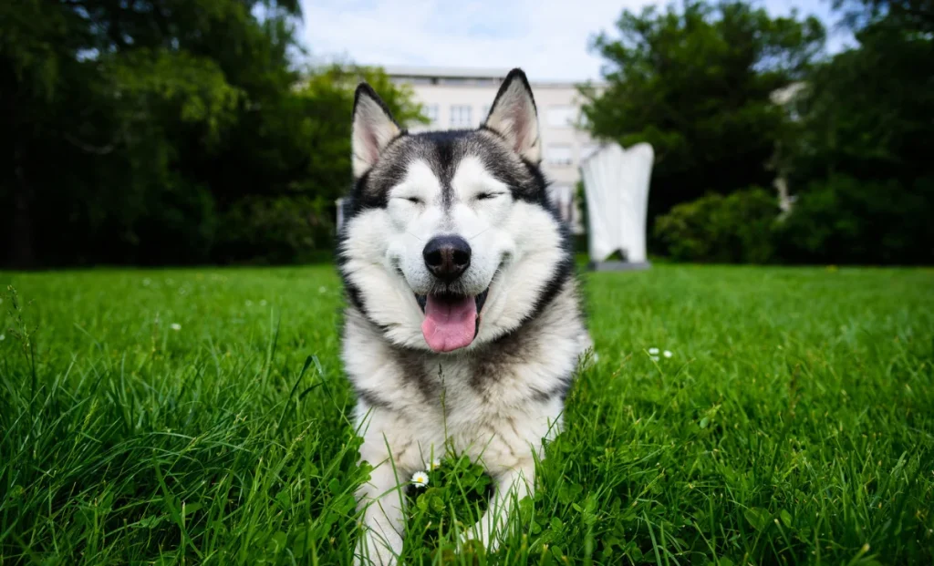 a happy dog sitting on grass in a garden