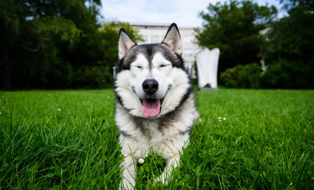 a happy dog sitting on grass in a garden