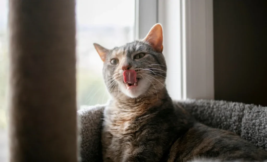 a cat licking her nose