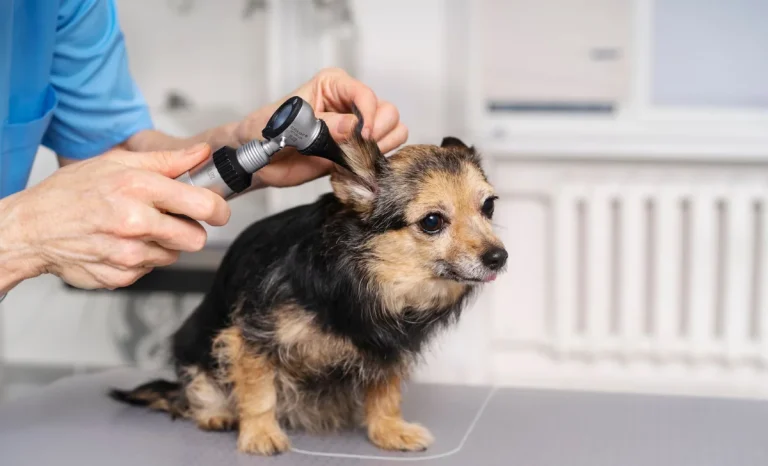 veterinarian examining a dog's ear infection