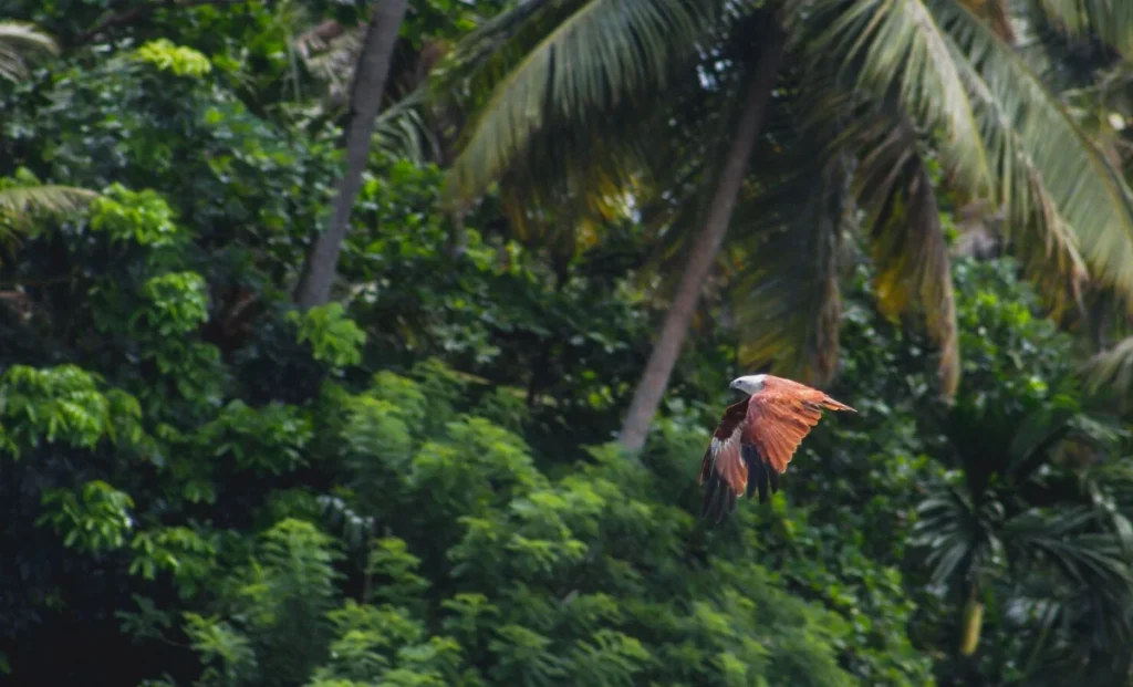 Bird flying with trees in the background