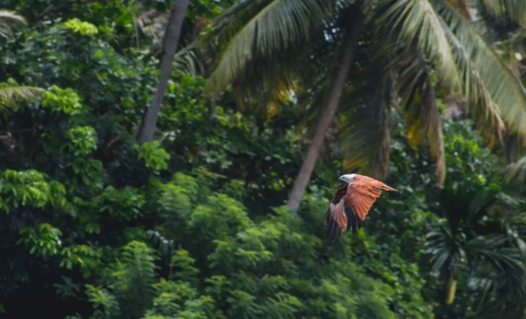 Bird flying with trees in the background