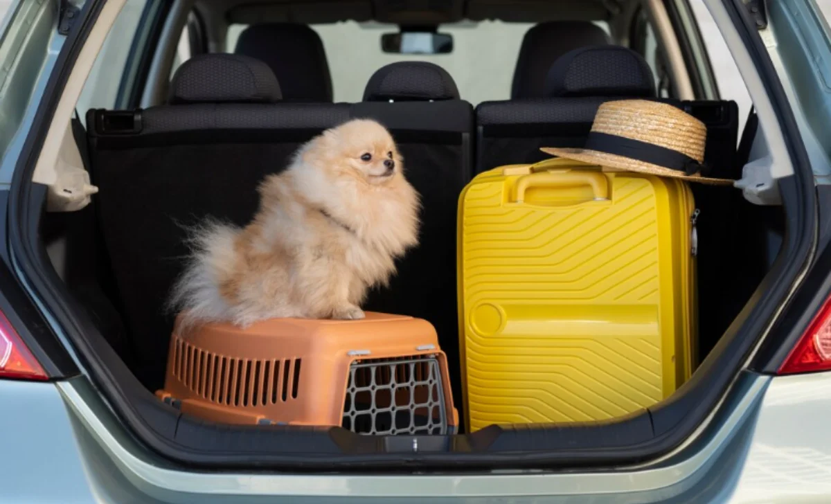 a pet dog in car trunk