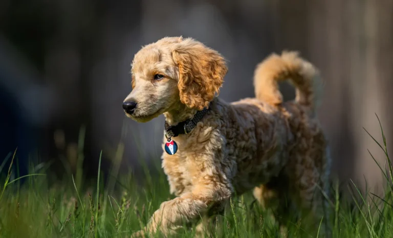 a dog wearing personalized collar