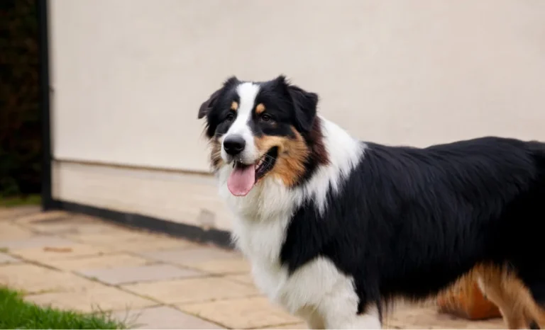 a cut border collie dog