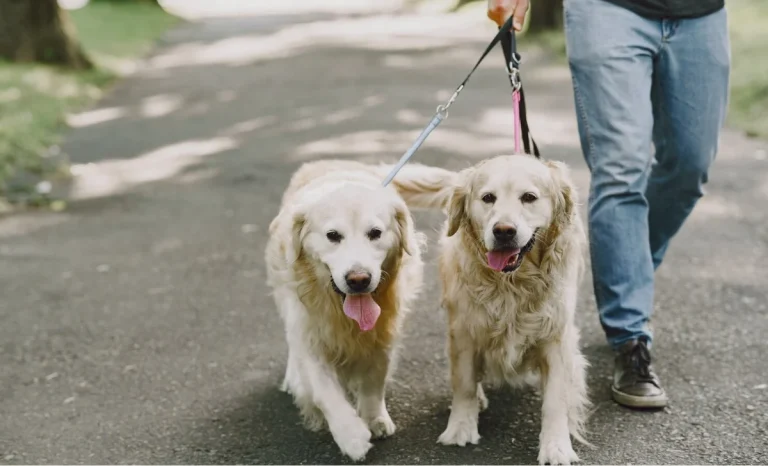 A man walking with dogs