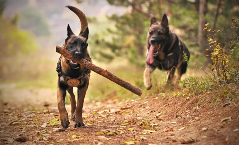 two working dogs