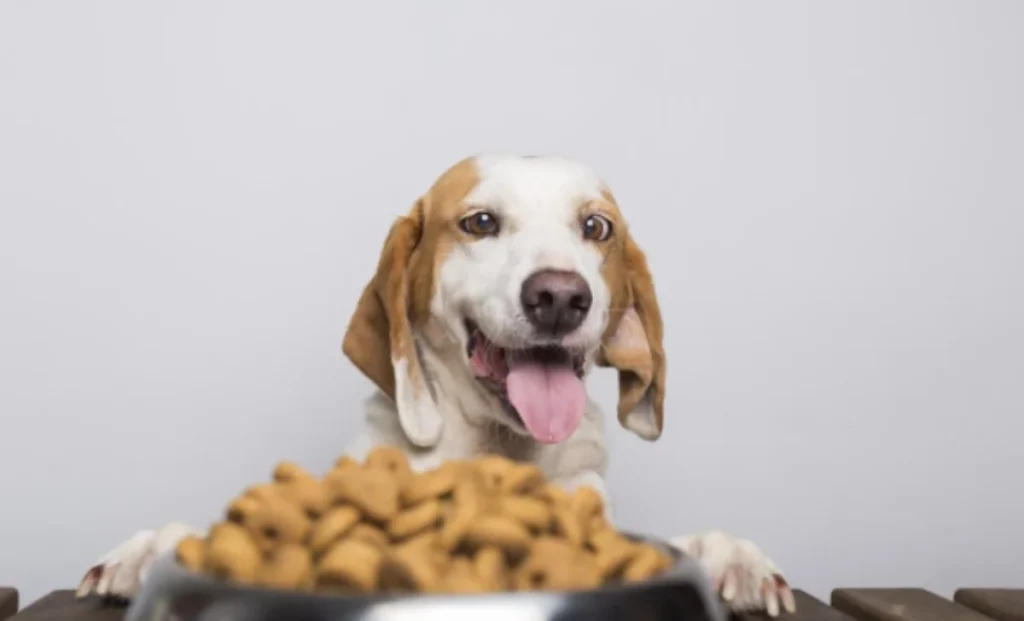 a dog looking at this food