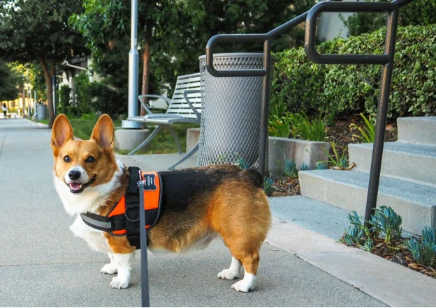 a dog wearing a wheel chair