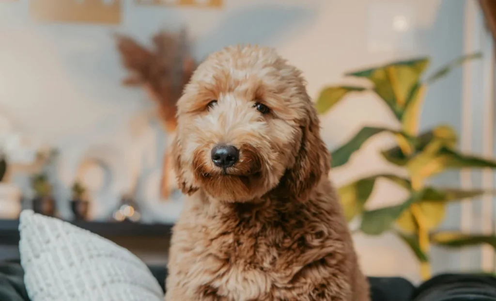 a goldendoodle