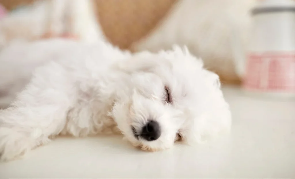 a sleeping dog