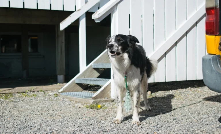 an aggressive dog in home