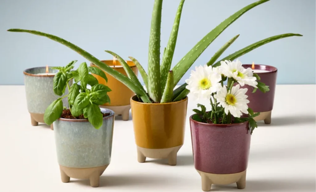 plants grow kits