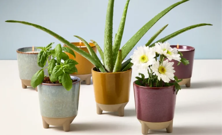 plants grow kits
