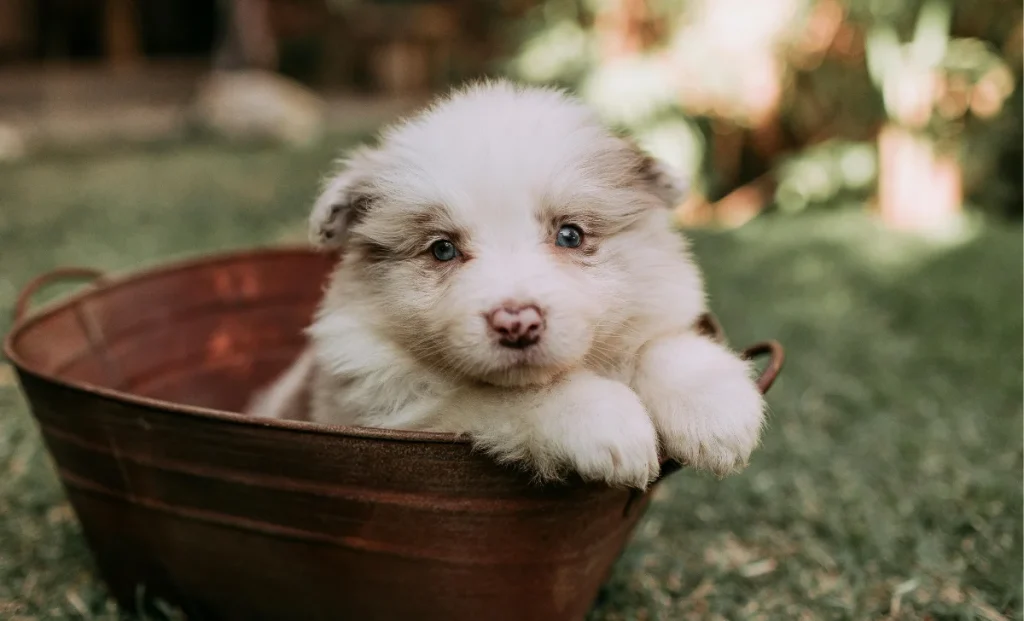 a cute puppy
