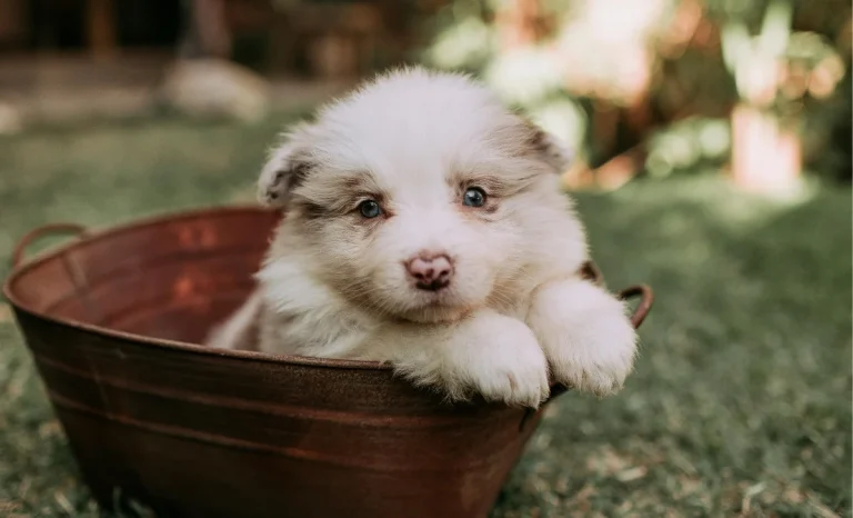 a cute puppy