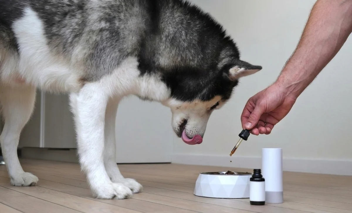 a man mixing supplement in dog food