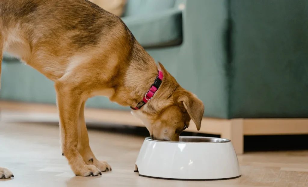 an adult dog eating food