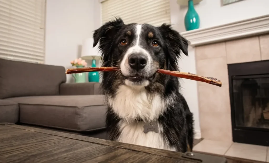 a dog eating bully stick