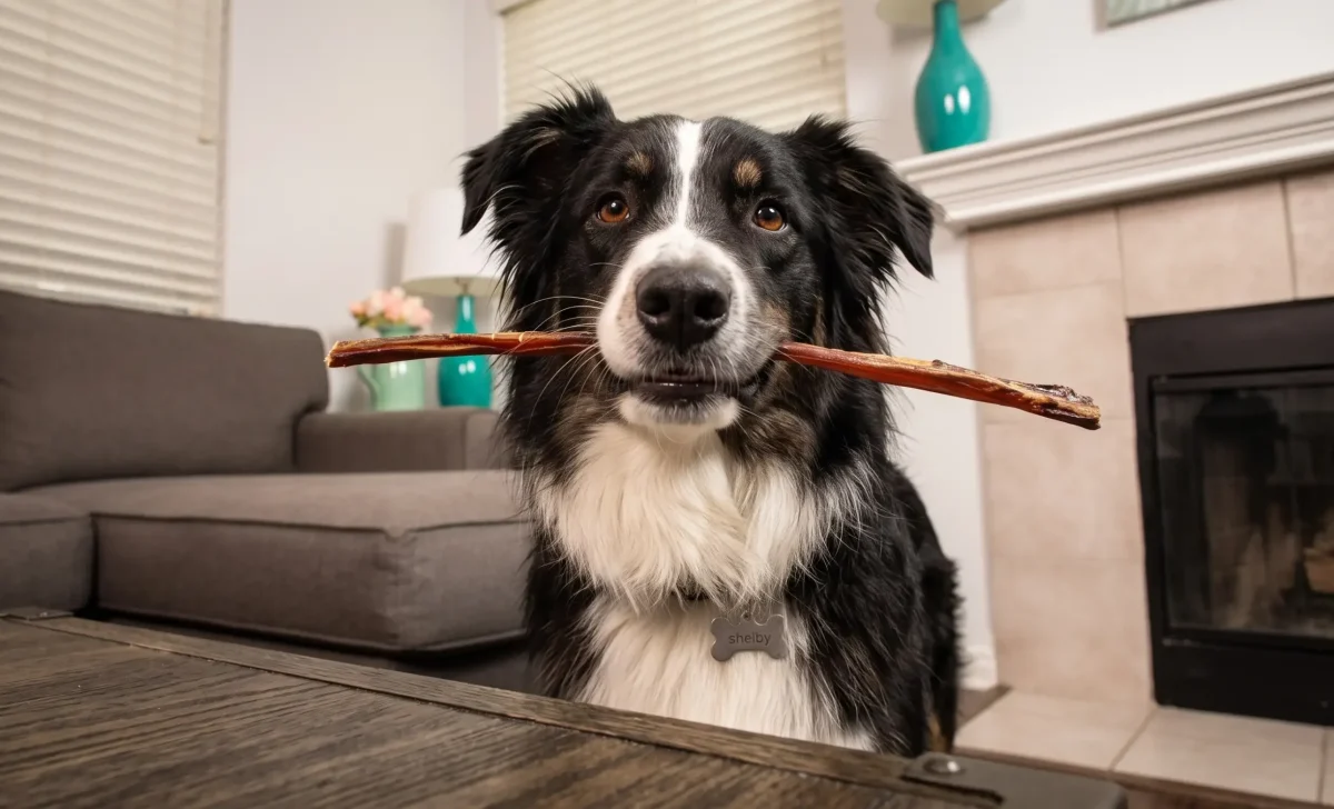 a dog eating bully stick