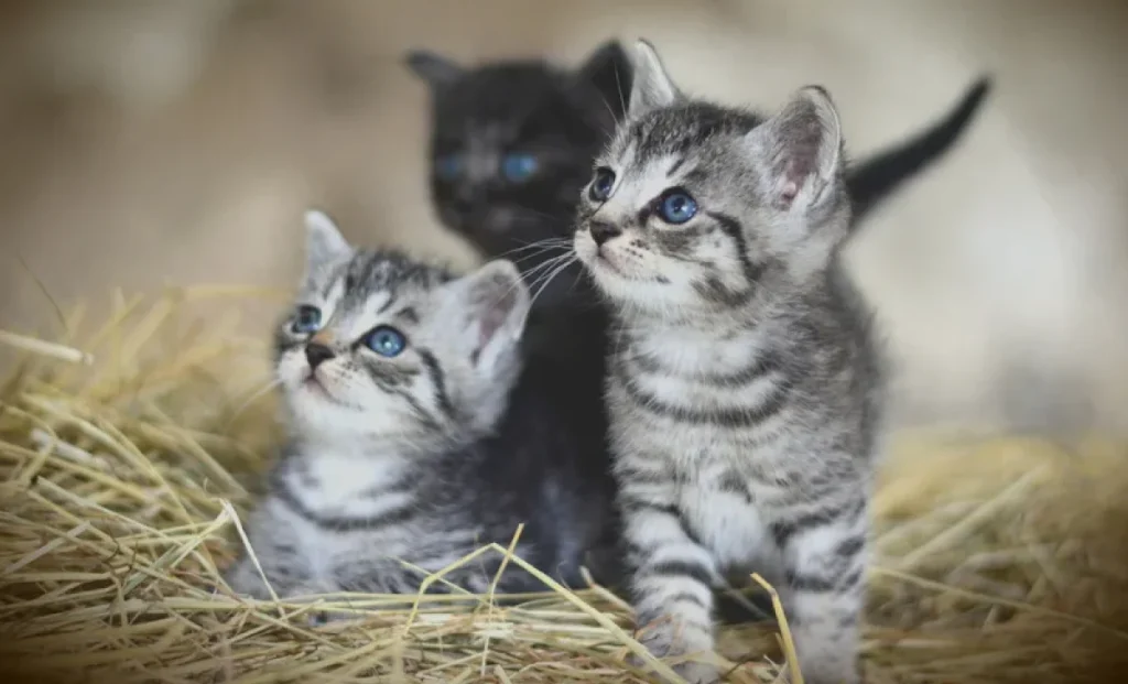three-cute-kittens