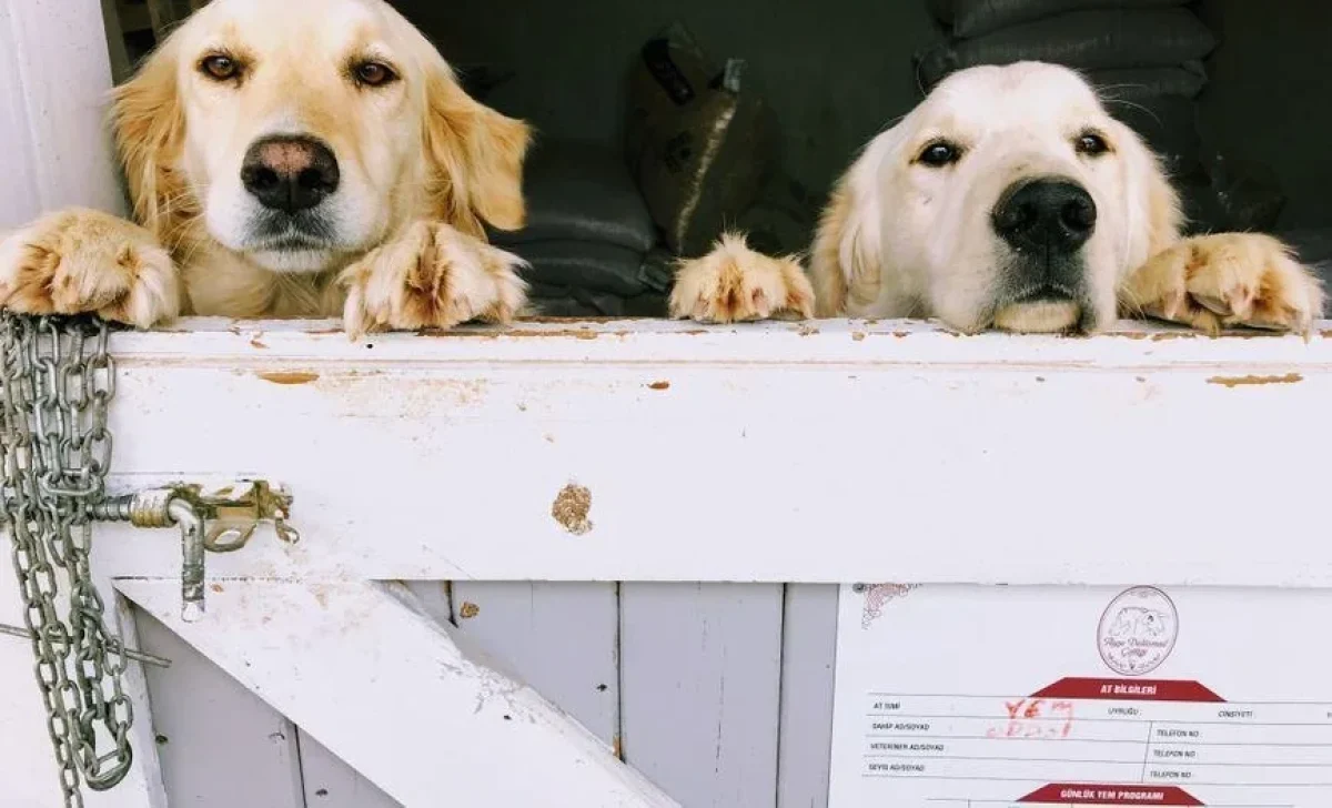 two-light-colored-dogs